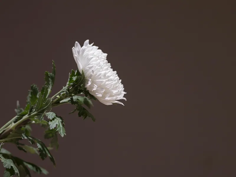 Weiße Chrysantheme als schlichter Tischschmuck bei einer Trauerfeier